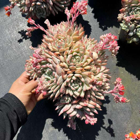 26192 ティッピー