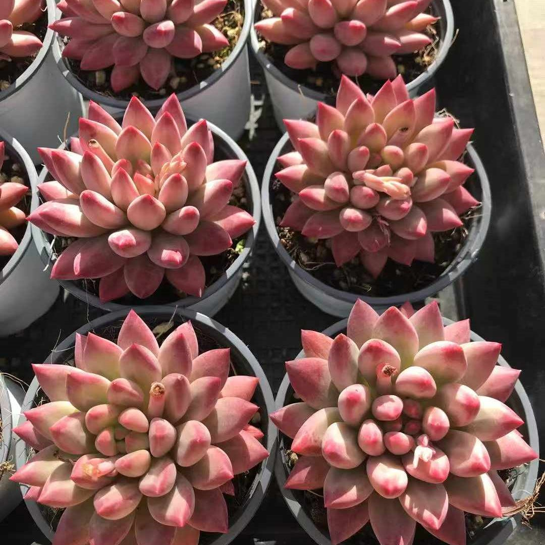 23597 コリアン　コーン　ポピー（9cm pot）