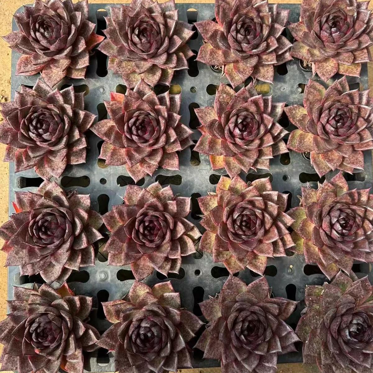 22620  ダーク　キューブ（10cm pot）