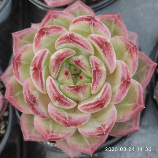 MMY1115 デアデビル(9cm pot)