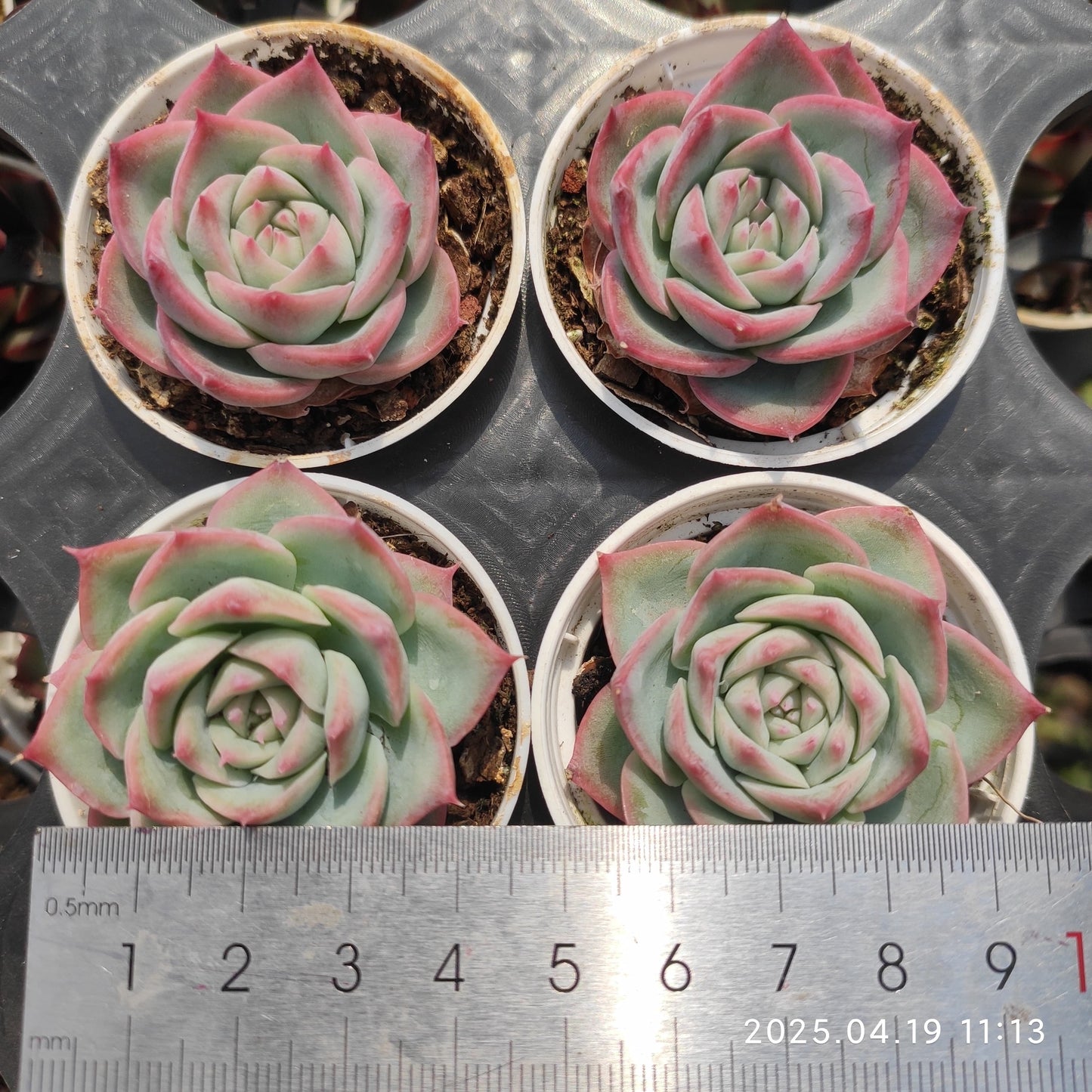 ZZA221 シルエット （5.5cm pot）