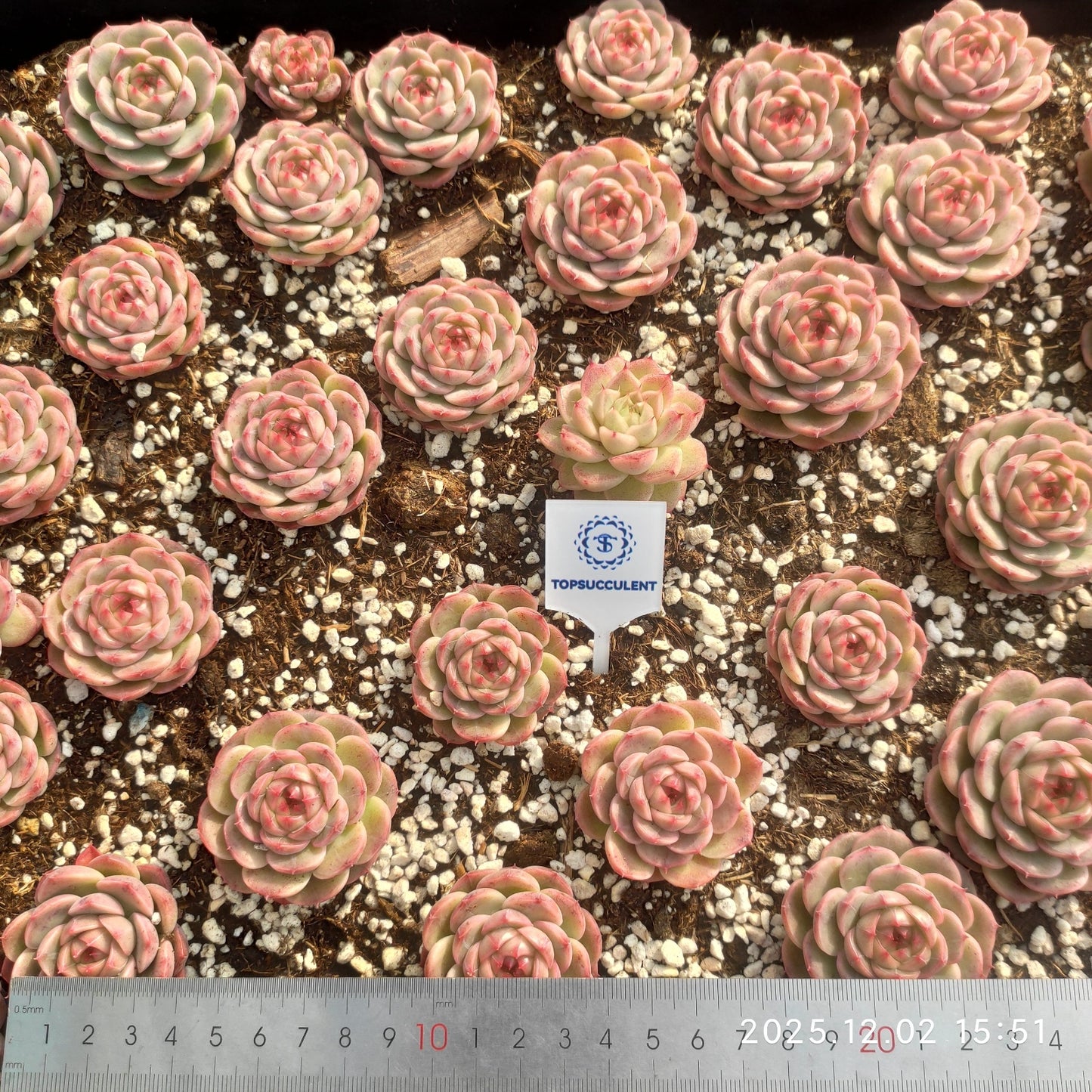 23045 レッド　ベルベットHyb（ポット苗）