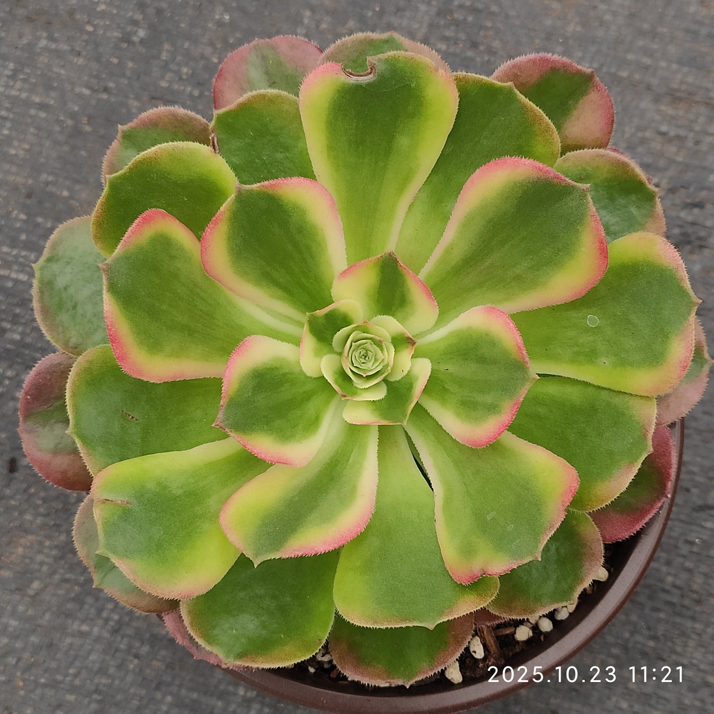 THEH027 ベゴニア（12cm pot）