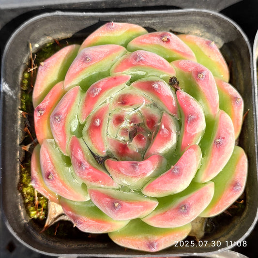 QN427 コロラータ(6.5cm pot)