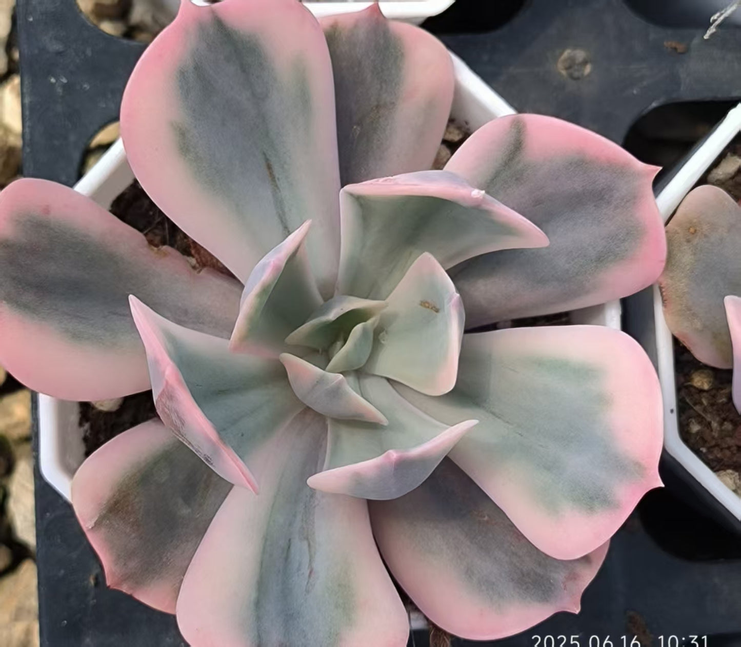 RDD317 インブリカータ錦（6.5cm pot）