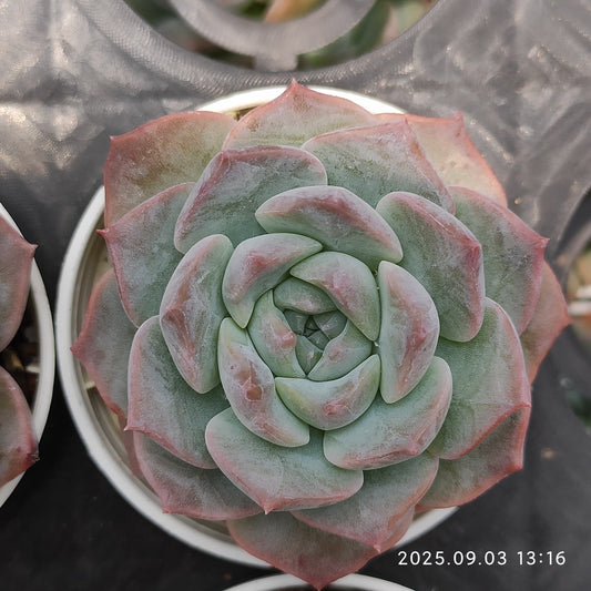 ZZA370 フロスティング（5.5cm pot）