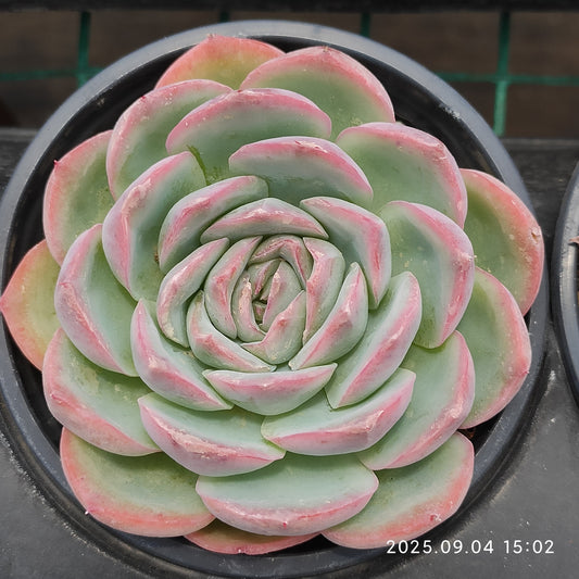 MMY230 シルエット（9cm pot）