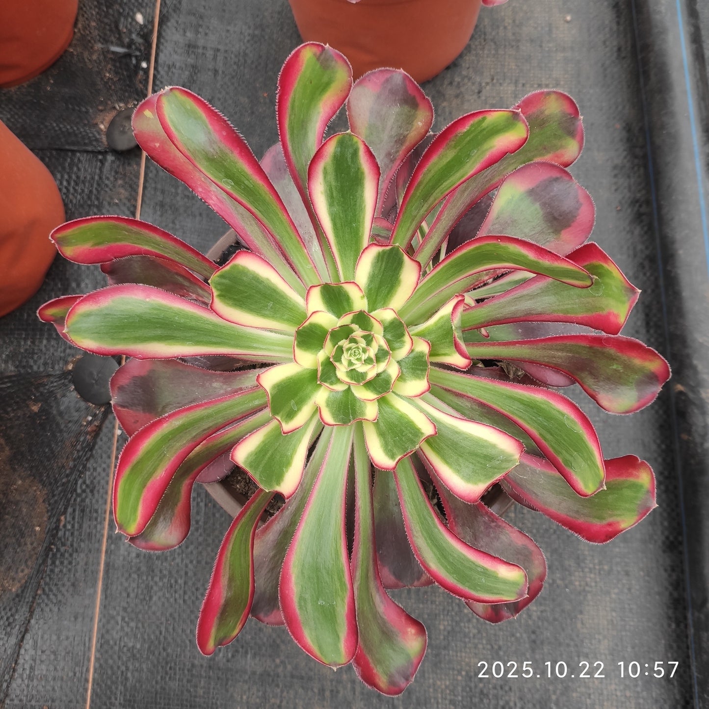 THH090 レッド　ベルベット（18cm pot）