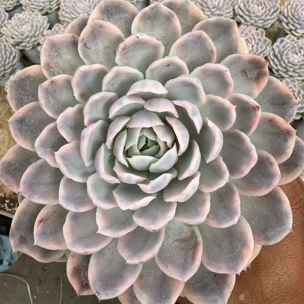 BL2113 スノーボール 錦（18cm pot）