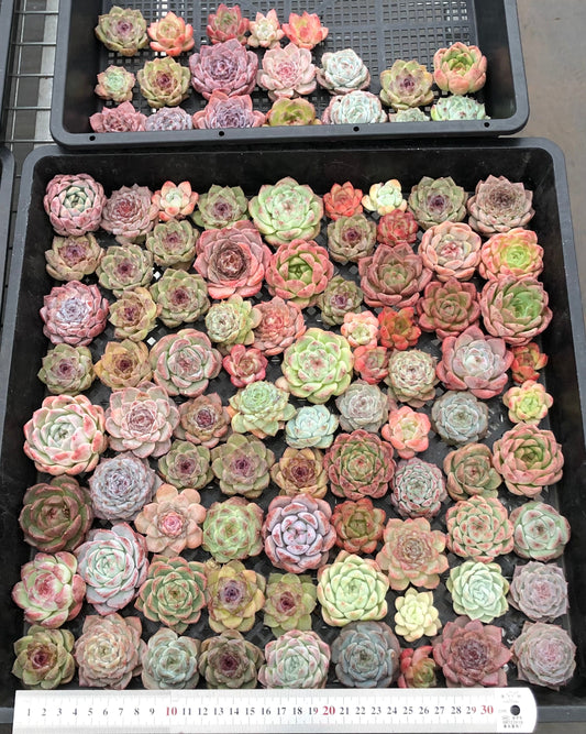 20076 ミックス苗100株（4cm pot）23