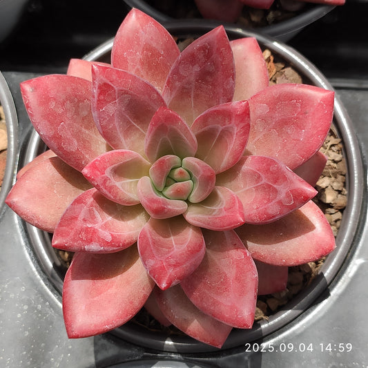 MMY1194 ヘフェスタス（12cm pot）
