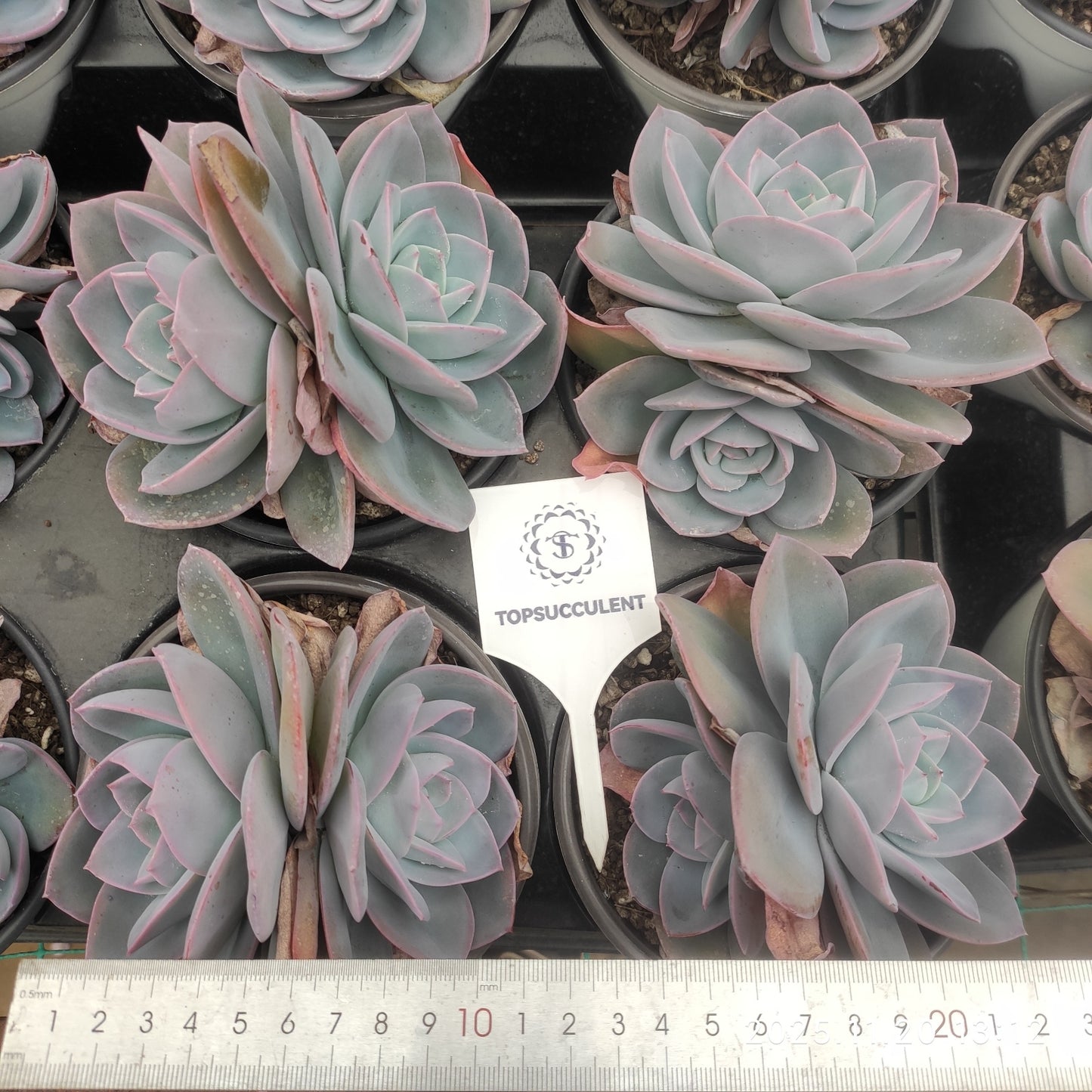 22766 ブレランド