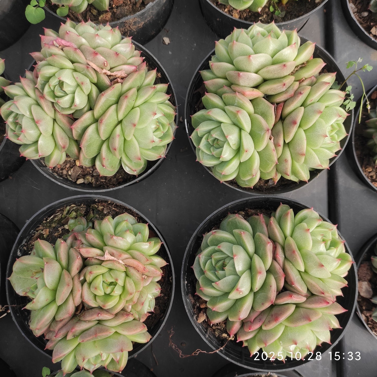 22210 カラー　ジェニー（9cm pot）