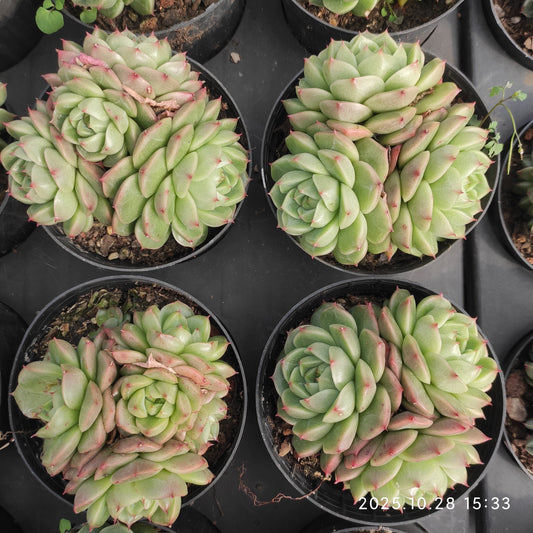 22210 カラー　ジェニー（9cm pot）