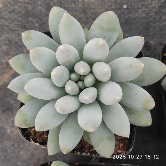 LB033 スウィート（7cm pot）