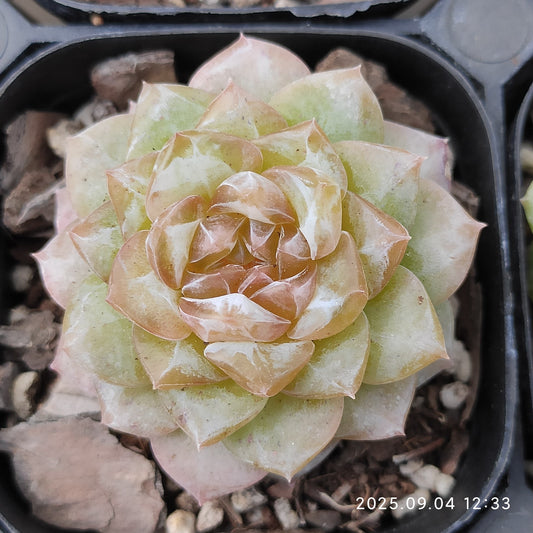 MMY866 フロイト（6.3cm pot）