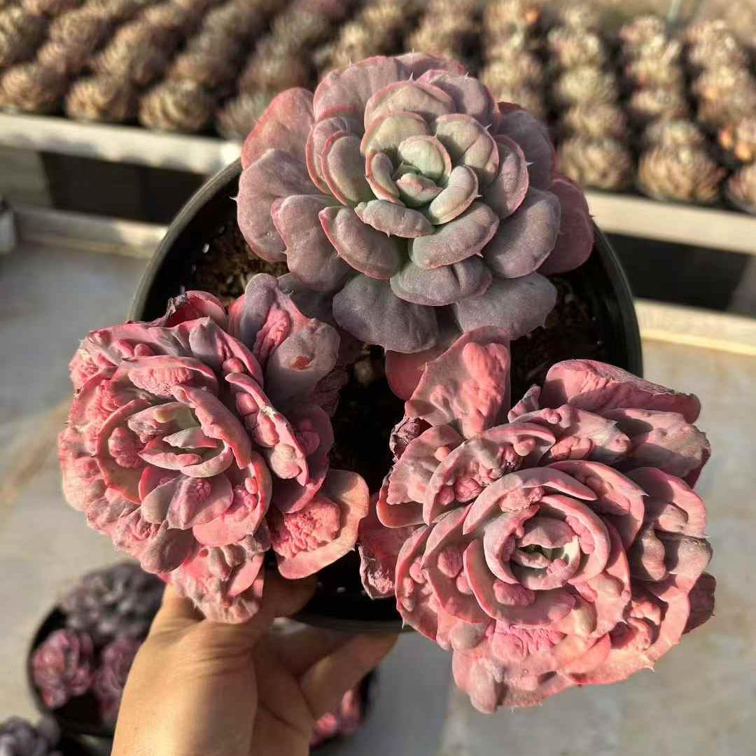 25762 レインドロップス錦