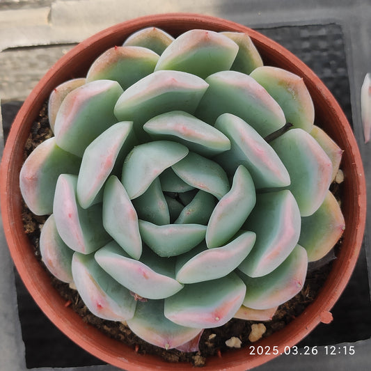 ZXX292 スリョン (9cm pot)