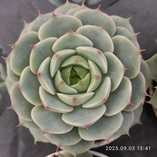ZZA309 ベンバディス（5.5cm pot）
