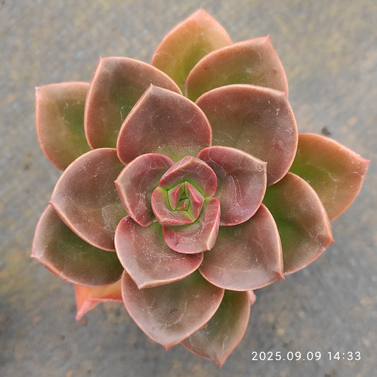 MMT506 チョコレート （5.5cm pot）