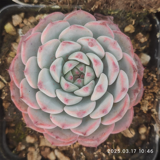 ZX342 ホワイトミニマ(7cm pot)