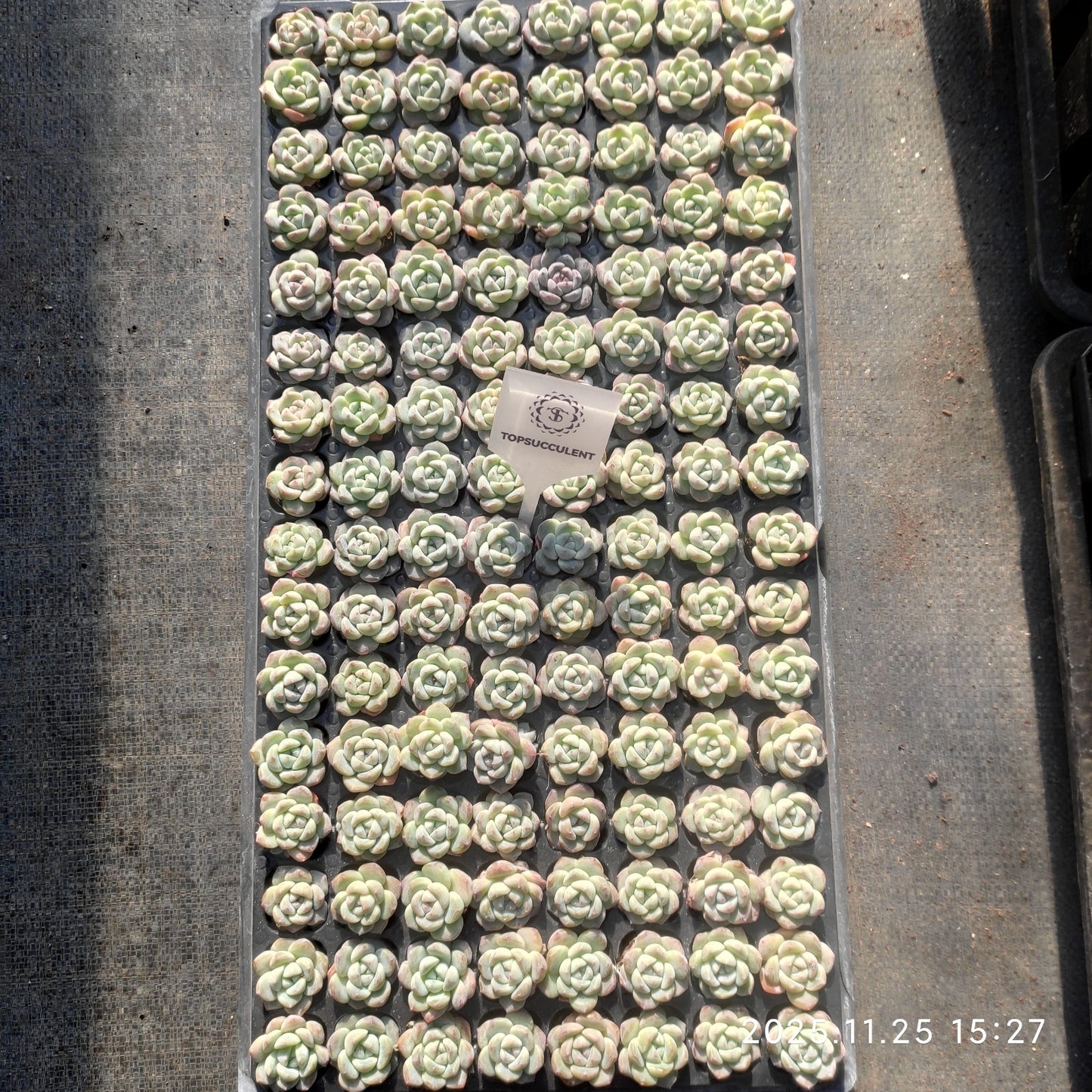 220571 グレイズ　アフターグロー（3cm pot）（ポット苗）