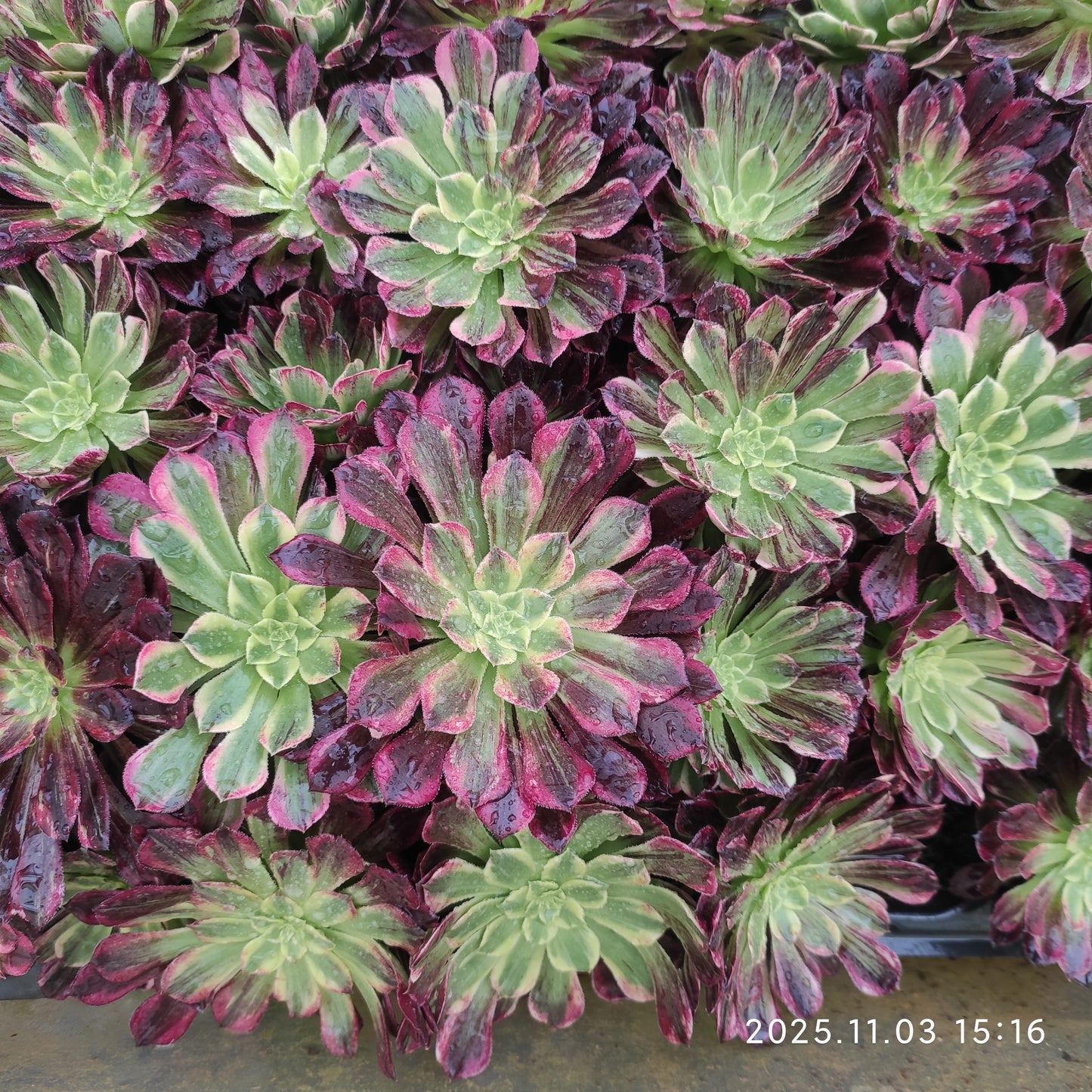 22315 マンター　レー（6cm pot）