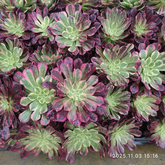 22315 マンター　レー（6cm pot）