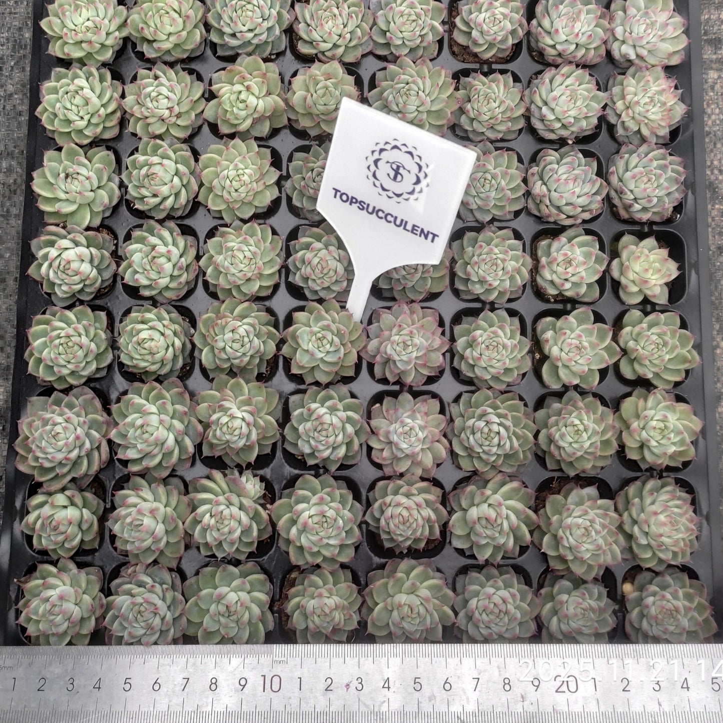 19432  ドリームジェイド（3cm pot）（ポット苗）