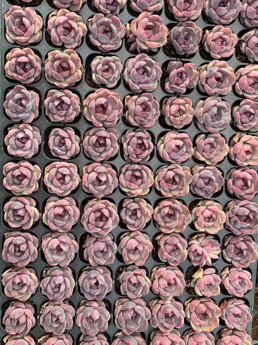 25422 チーズブルーベリー