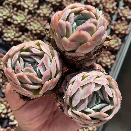 BL1997 ポトシナ（3cm pot）