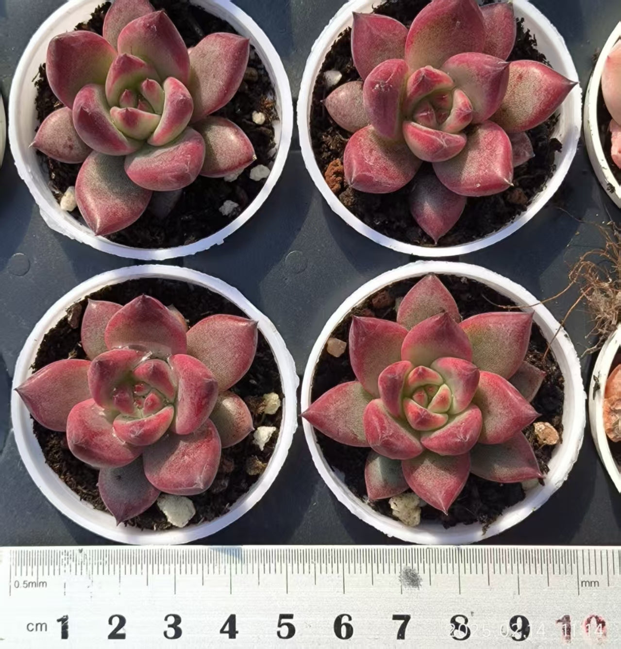 XL139 ロカ(5cm pot)