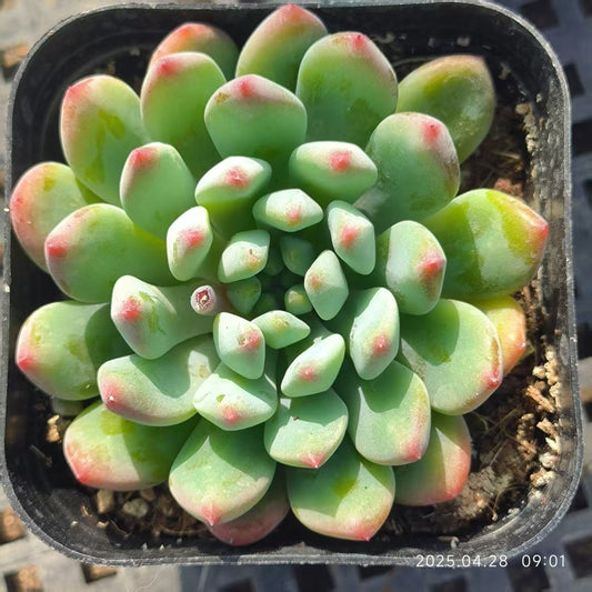 HBY079 ブルーエルフ (6.5cm pot)