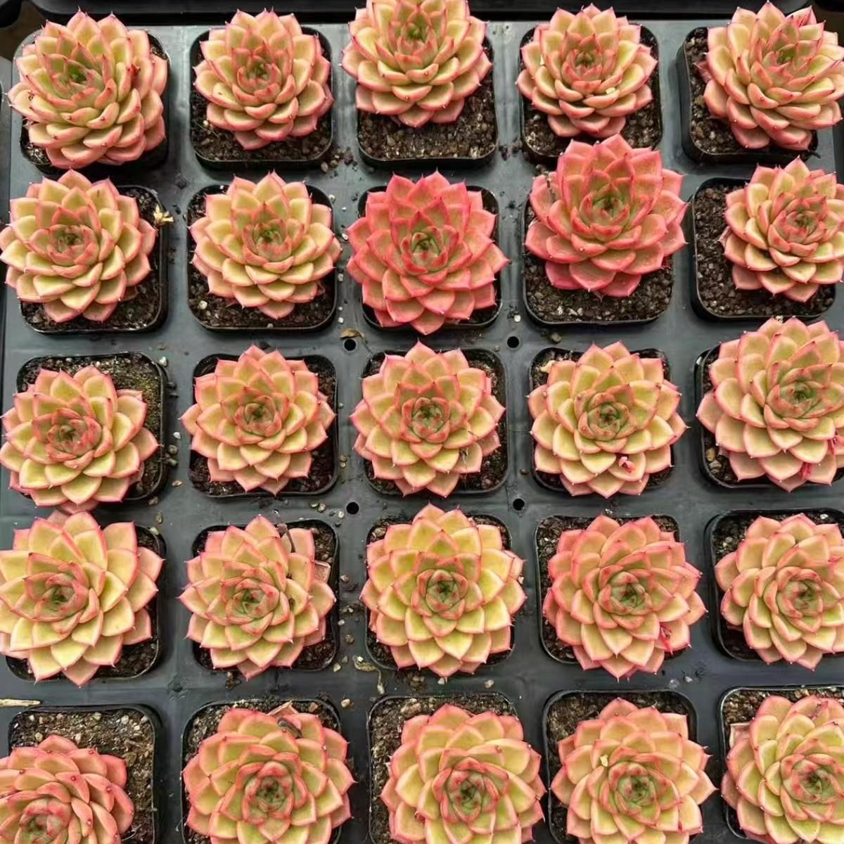 21983 バイブラント　オリンジ（6cm pot）