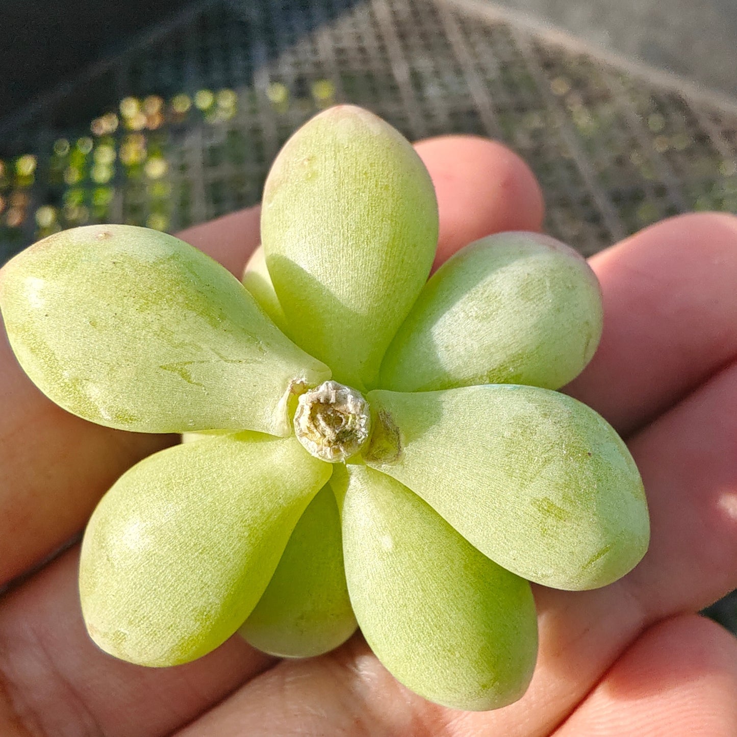 220755 シャングリラ（カット苗）