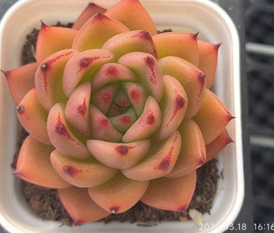 HC150 アンストーン(6.5cm pot)