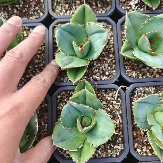 20306 アガベ　チタノタ　蚩尤（シユウ）（5cm pot）