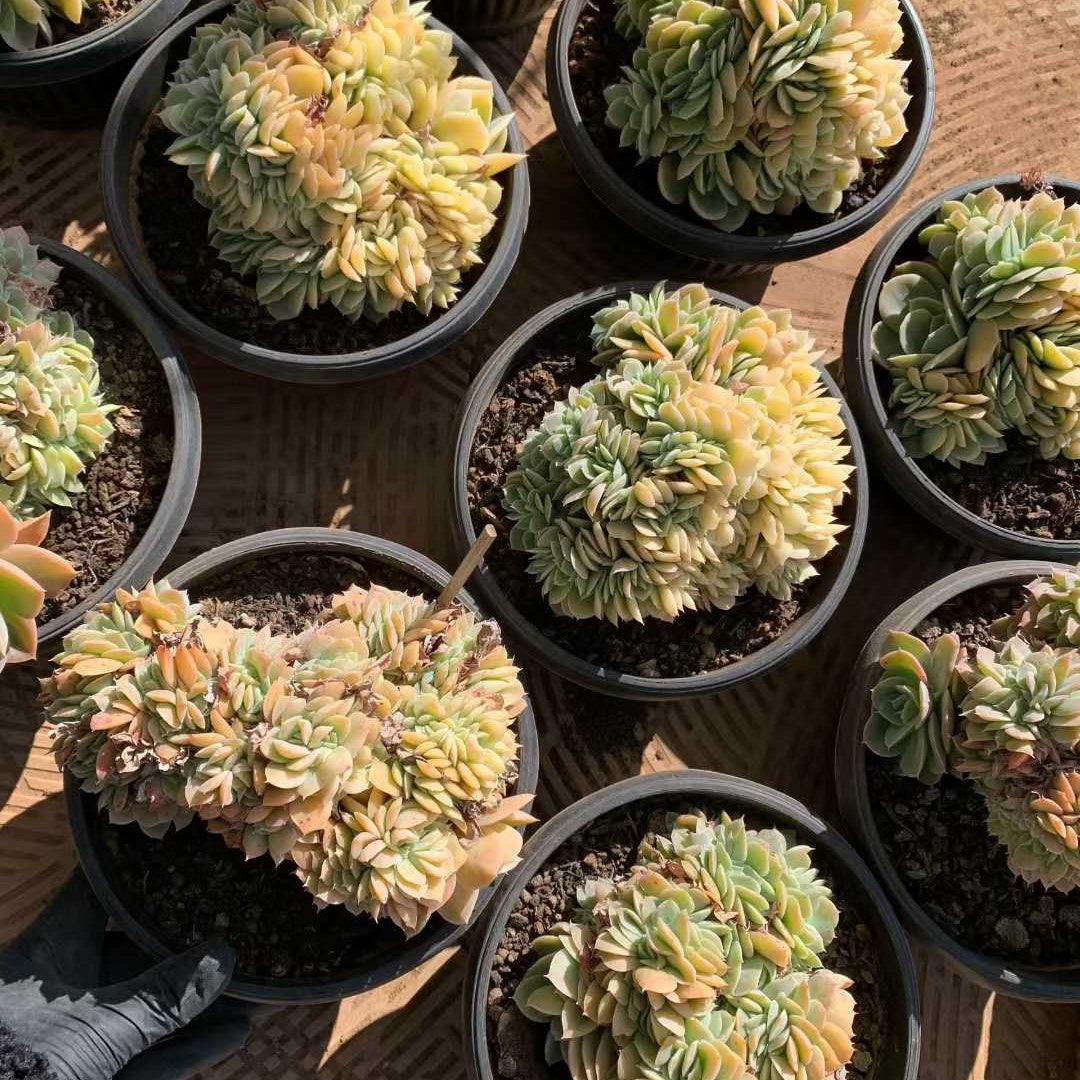 26225 レモンローズ ハイブリッド綴化