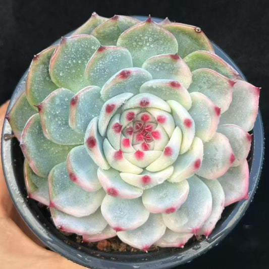 BL2051 チワワエンシス錦（10cm pot）