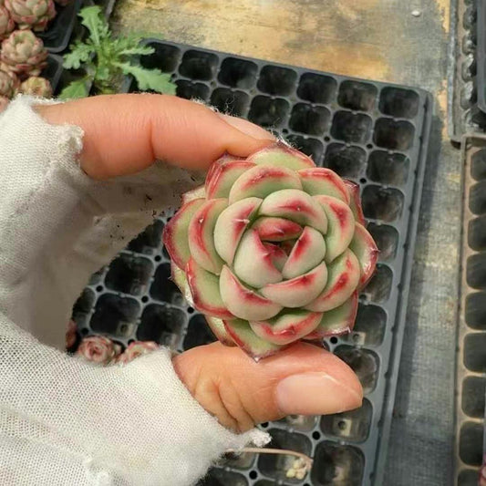 BL1830 マールボロ（3 cm pot）