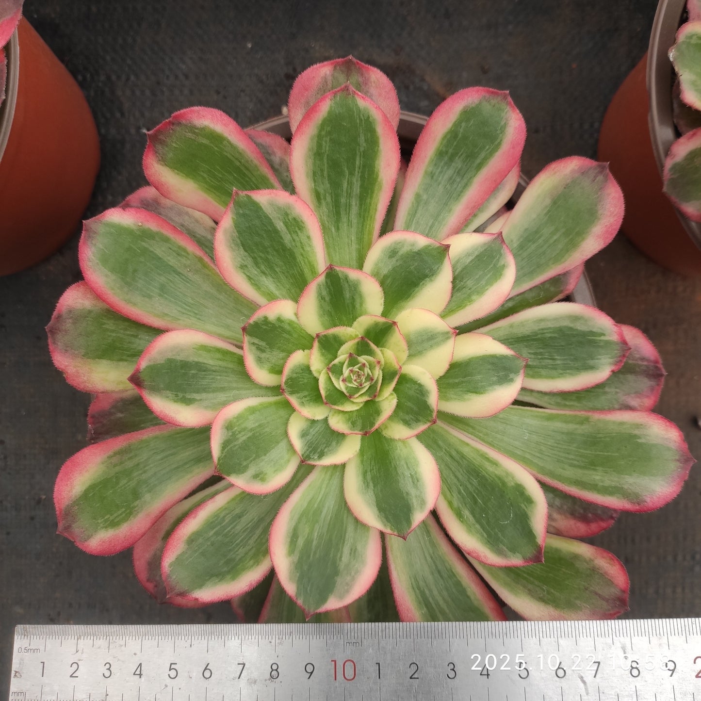 THH091 クラウド・ロータス（18cm pot）