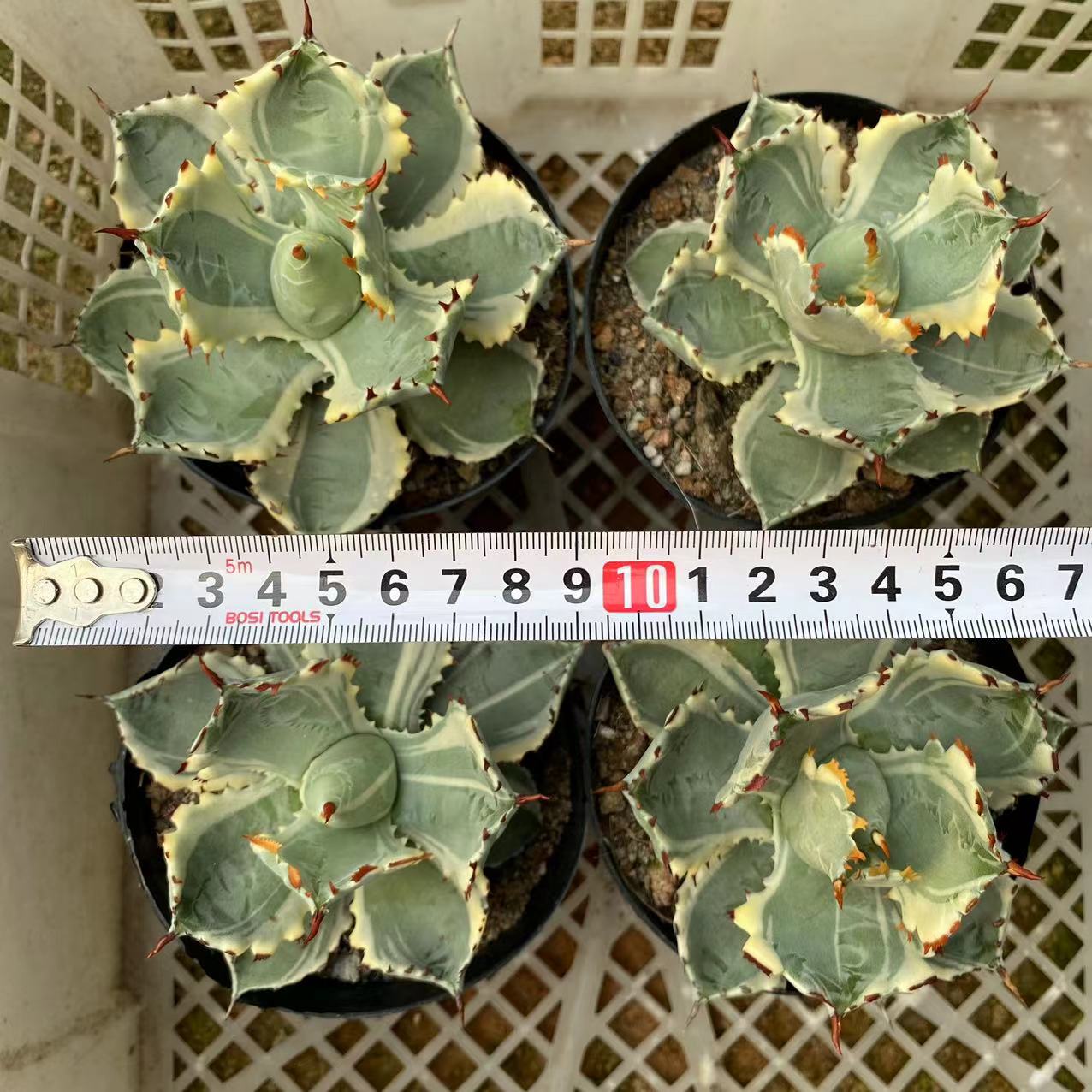 LJHH015 王妃甲蟹覆輪（9cm pot）