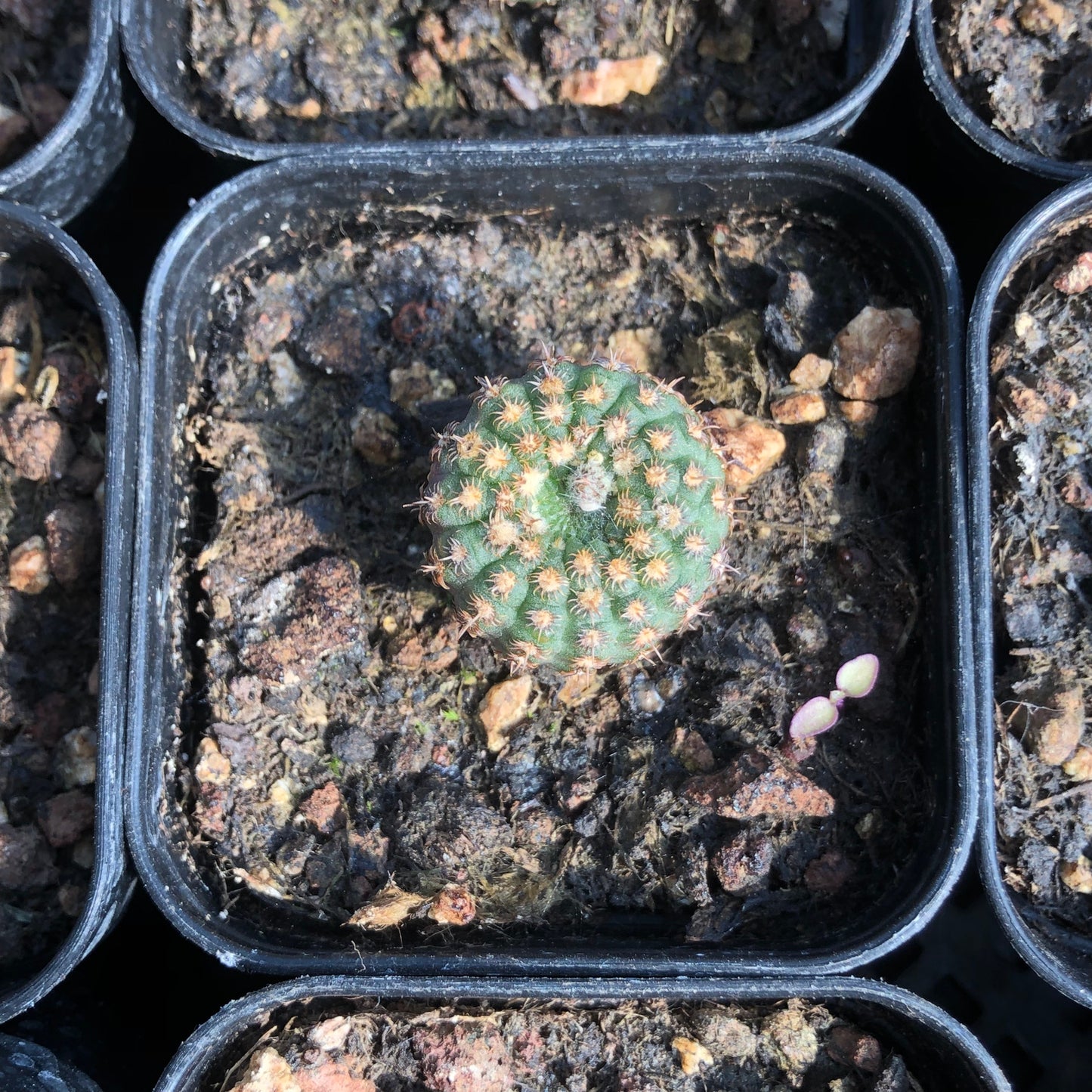 TPKM003 豹の子（4cm pot）