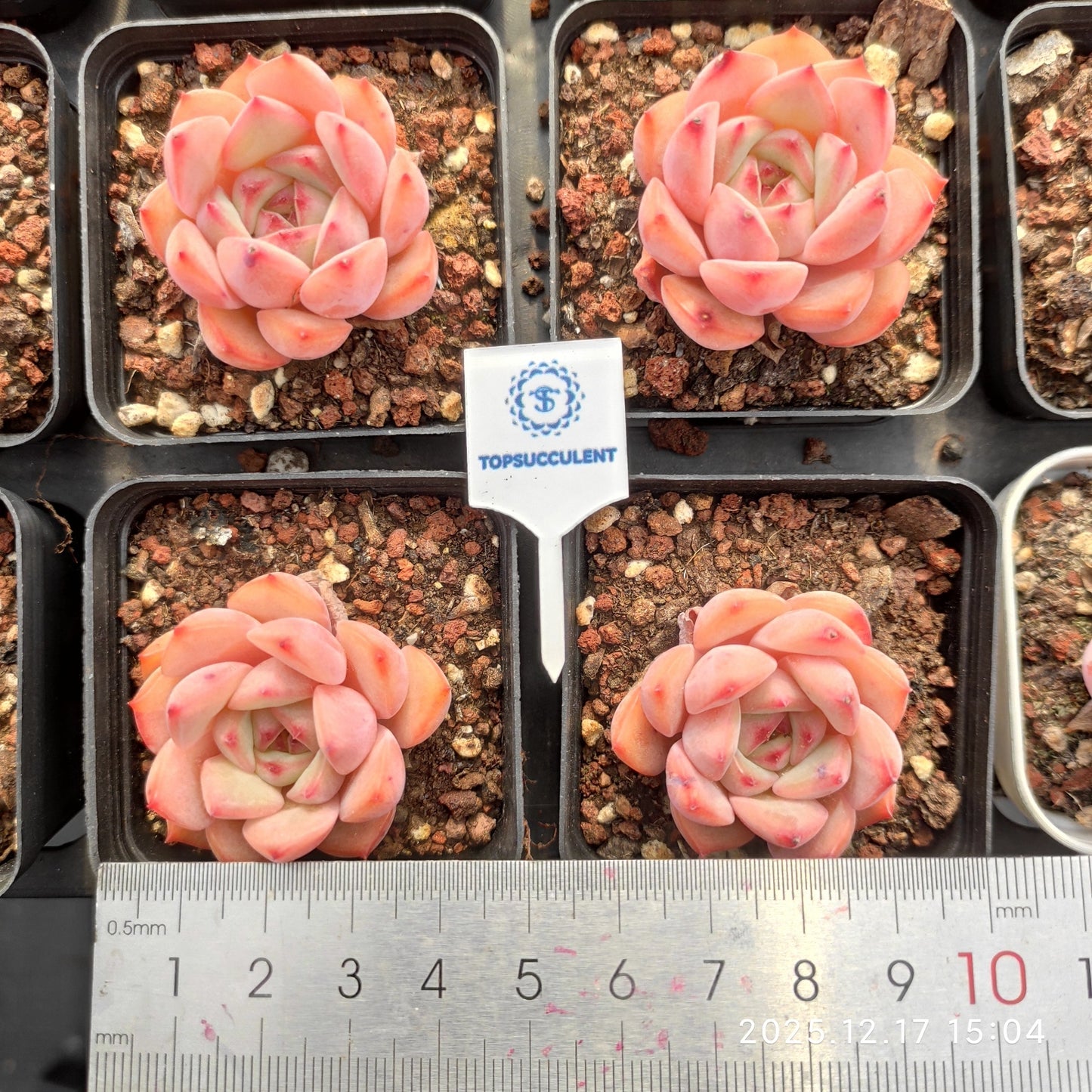 19224 アグリーコブ