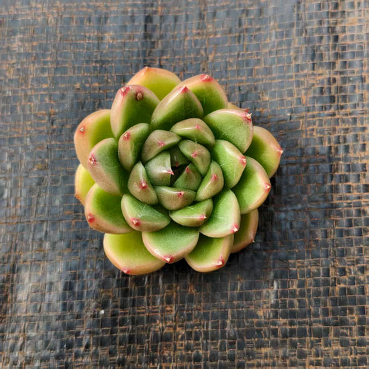 QN848 クリスタル レイク（7cm pot）