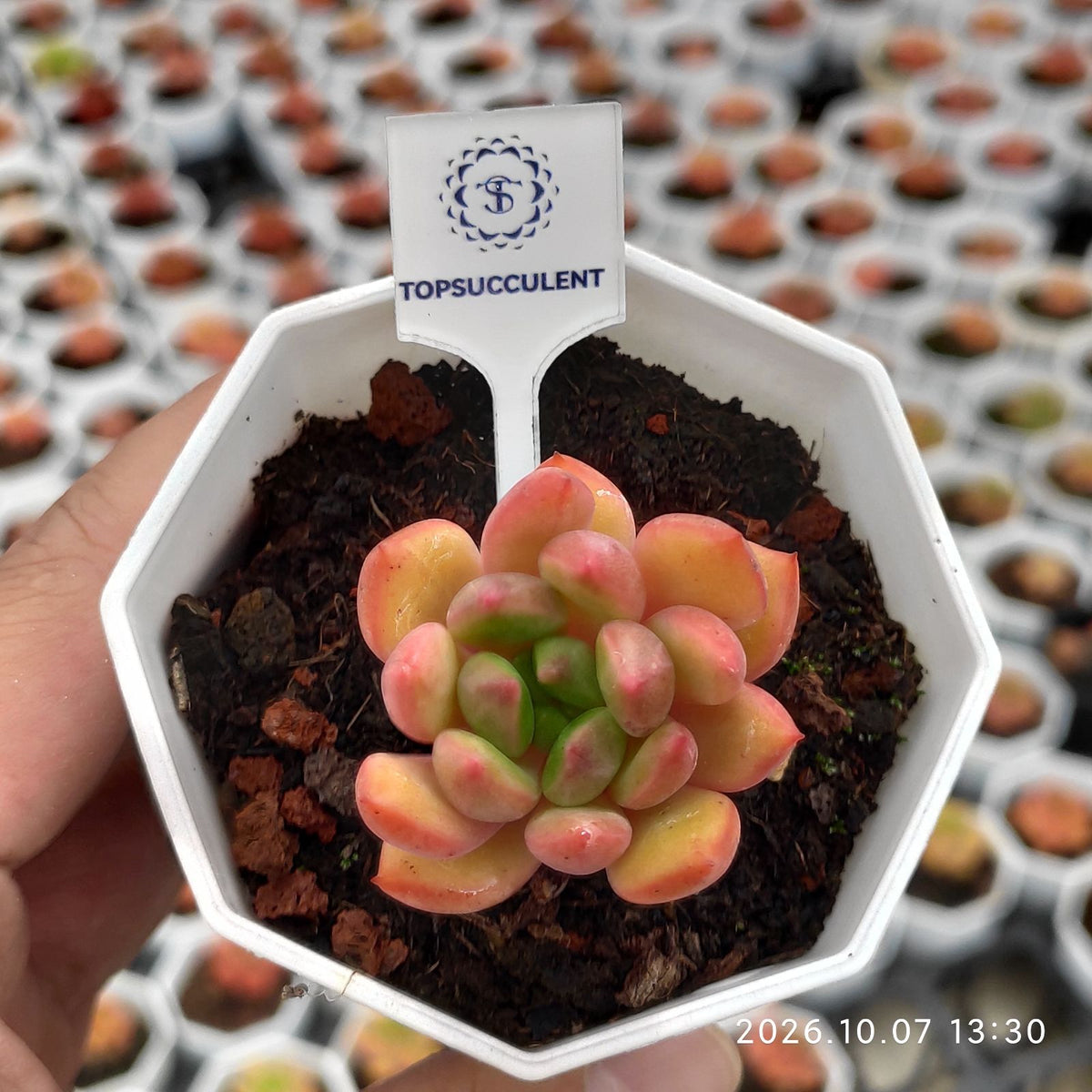 19091 レッドワイン