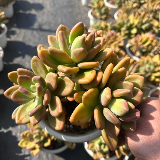 360055 KKビューティー