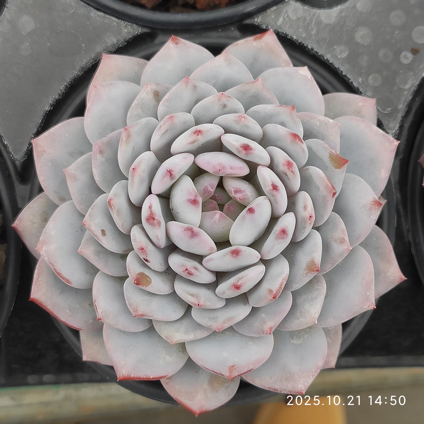 MMY608 ジェイドモンロー （9cm pot）