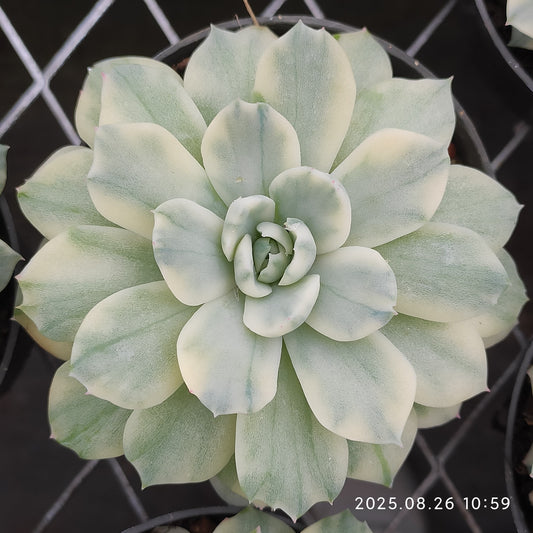 XY230 ベリー錦 （8cm pot）