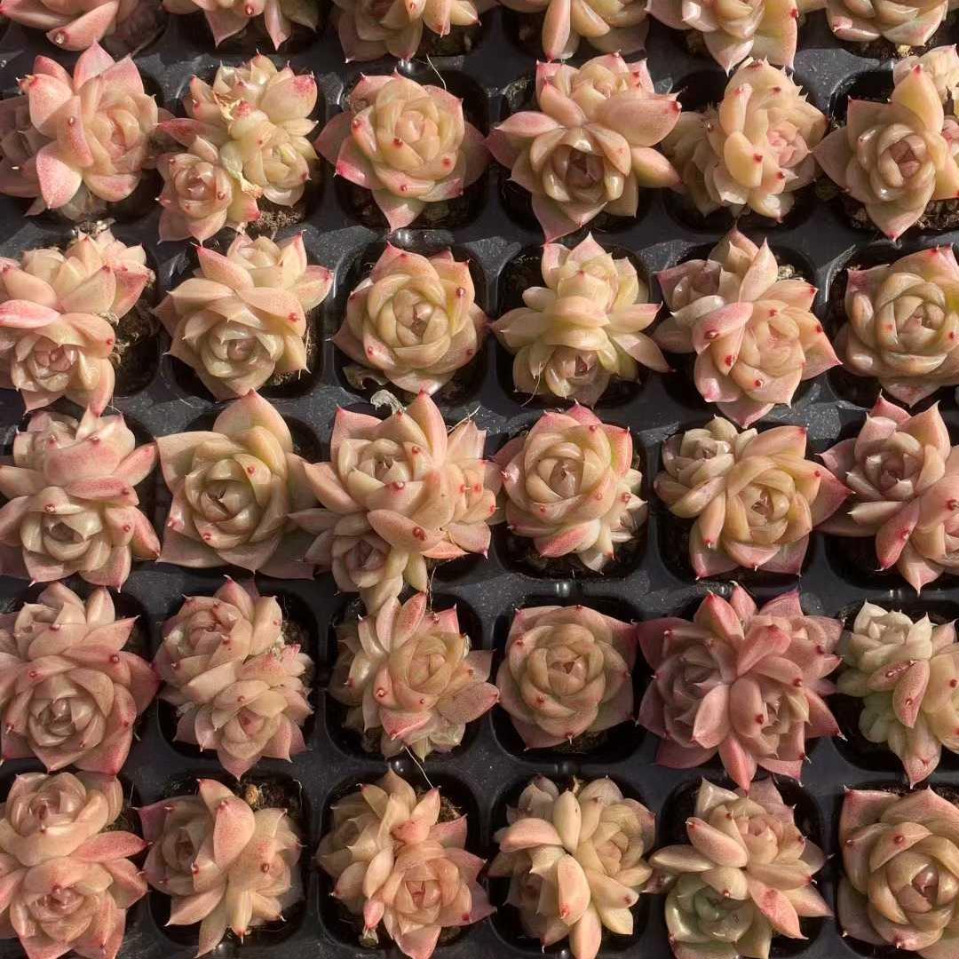 25458 レッド グロー ジェニー